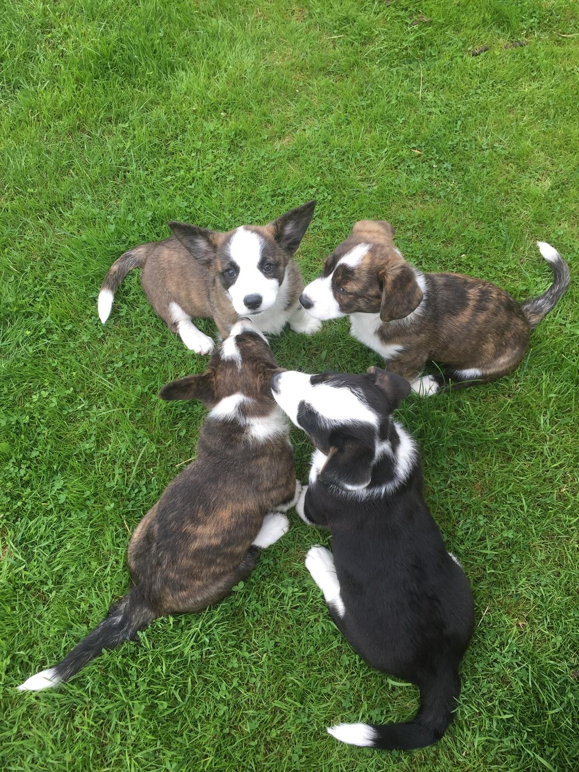 Welsh corgi cardigan Charles billede 11