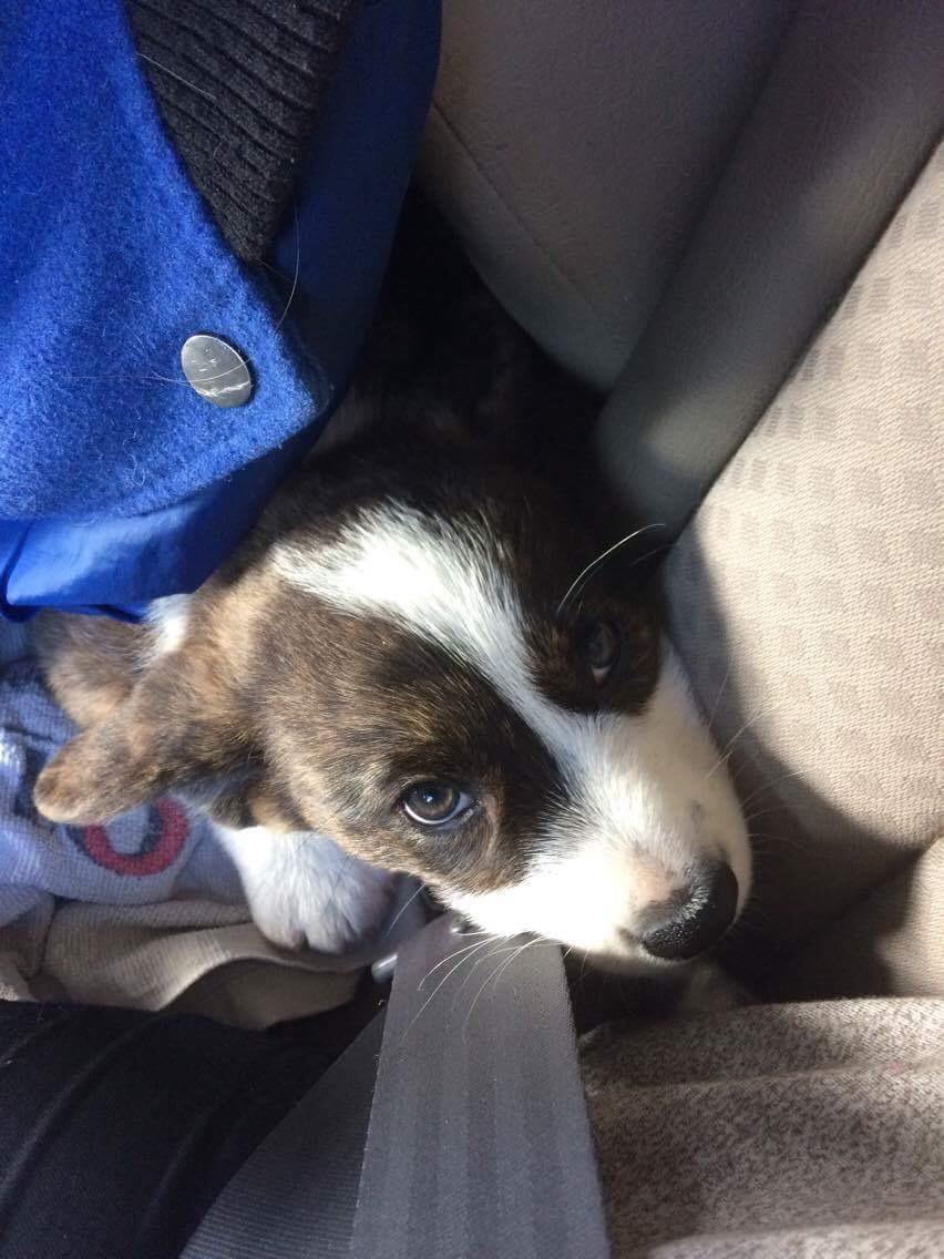 Welsh corgi cardigan Charles billede 12