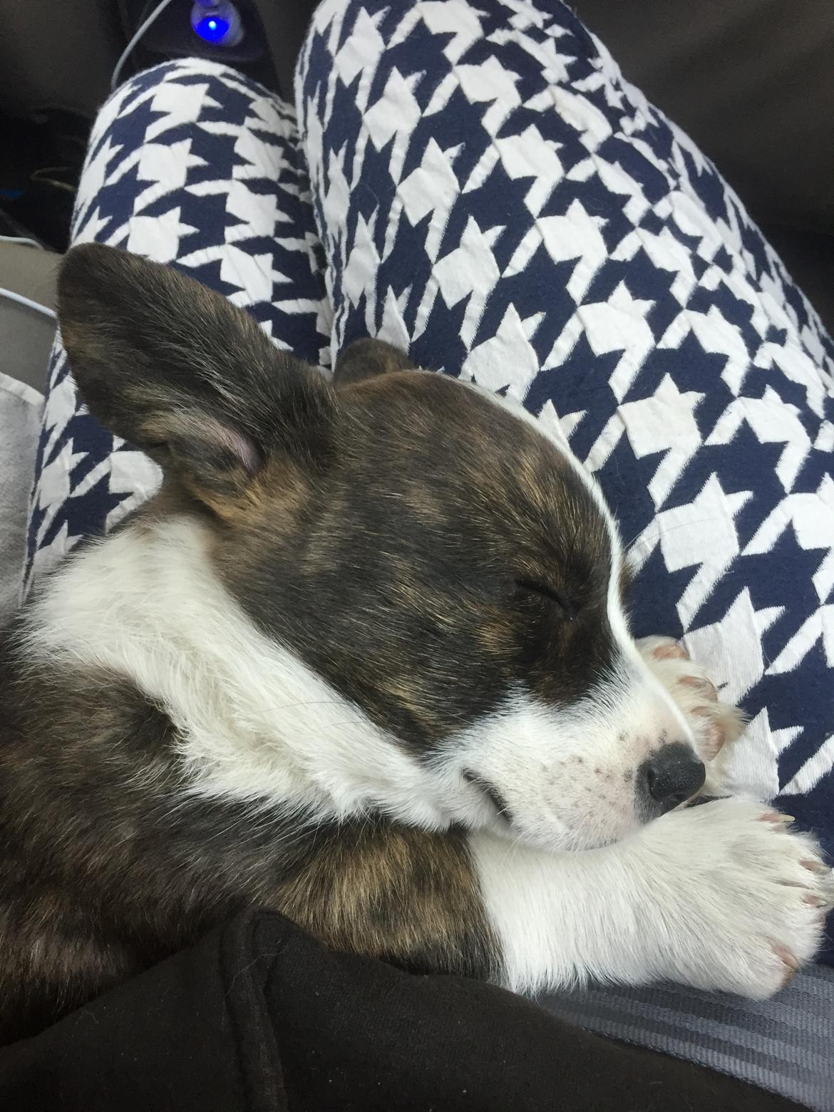 Welsh corgi cardigan Charles billede 13