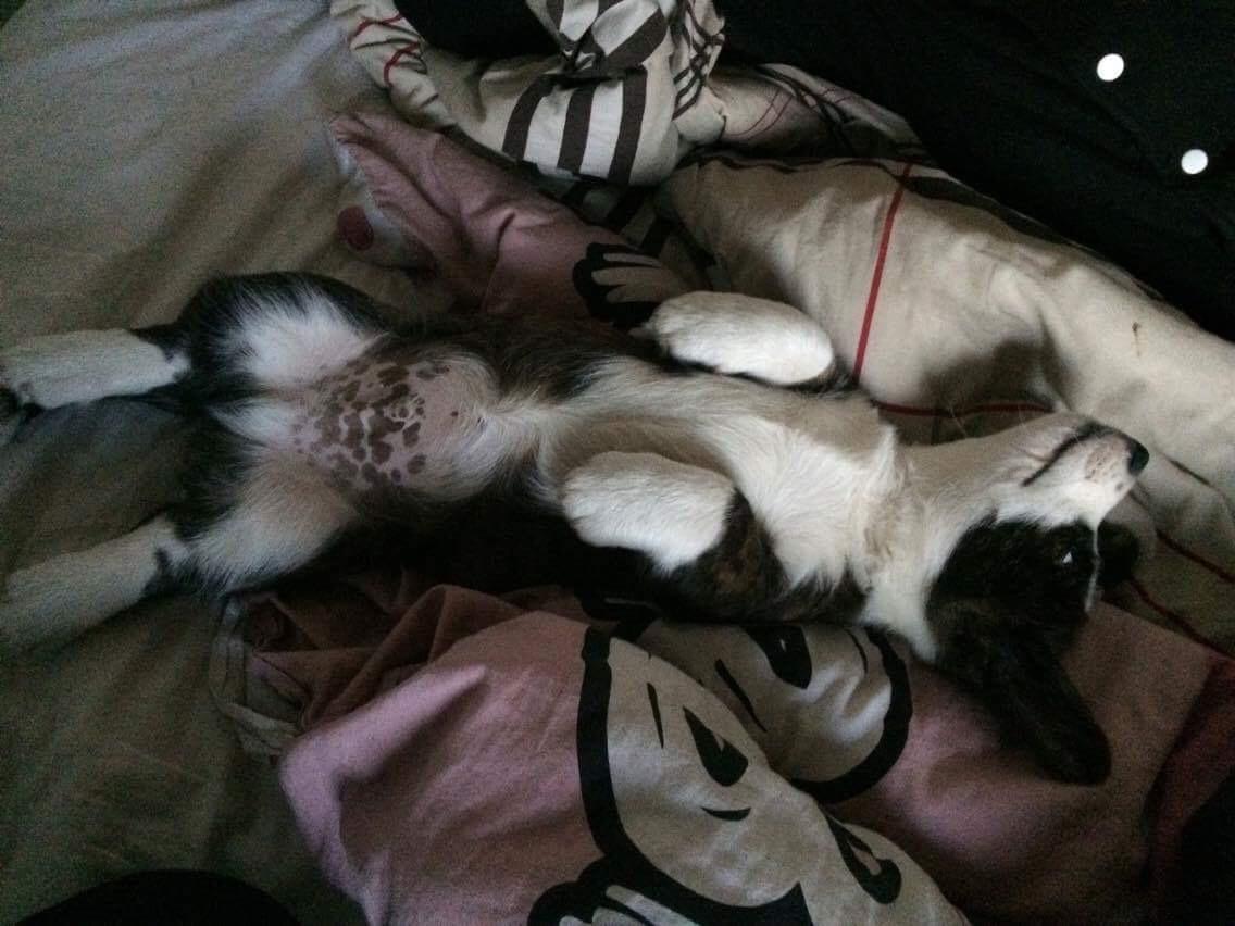 Welsh corgi cardigan Charles billede 14