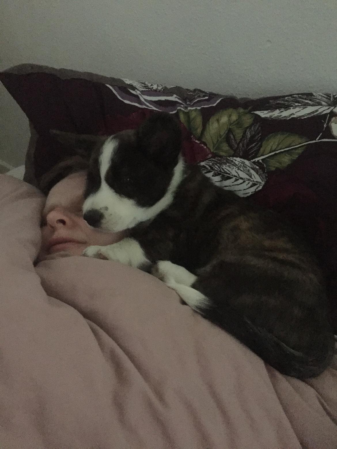 Welsh corgi cardigan Charles billede 15