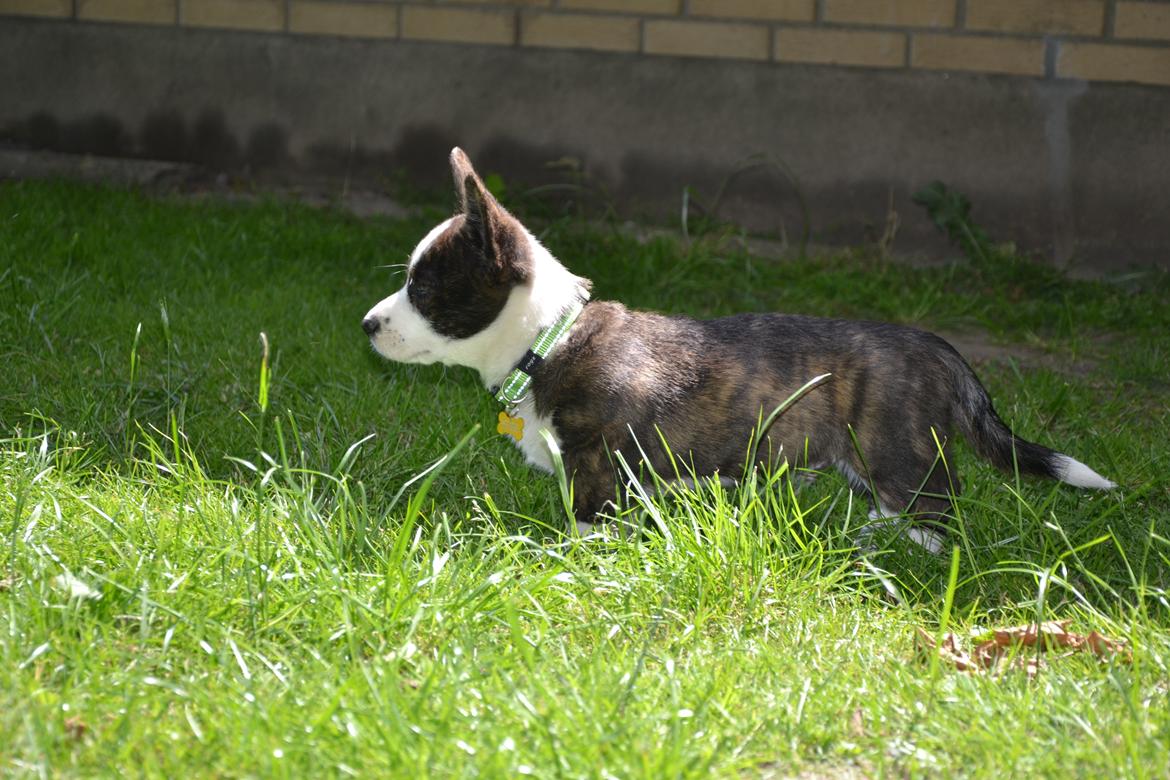 Welsh corgi cardigan Charles billede 8
