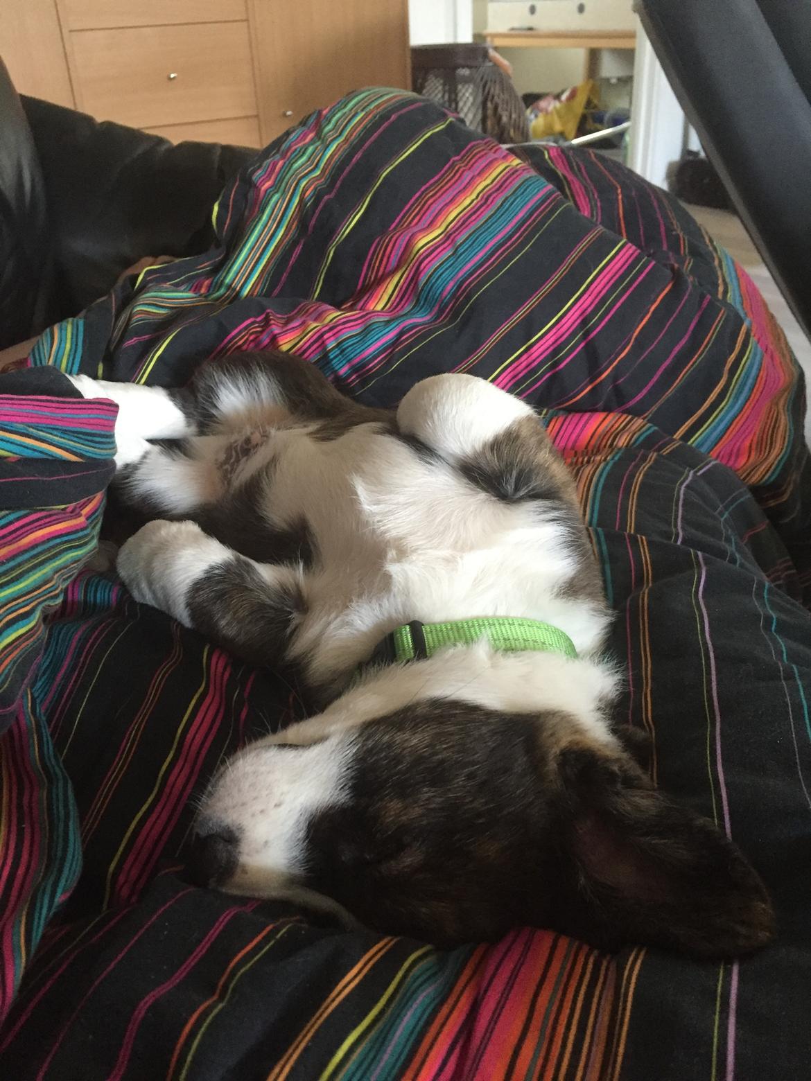 Welsh corgi cardigan Charles billede 16