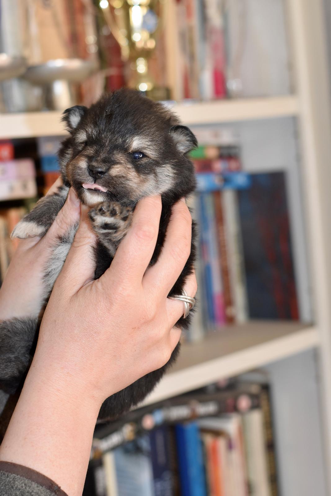 Finsk lapphund Eli - Eli 3 uger billede 50