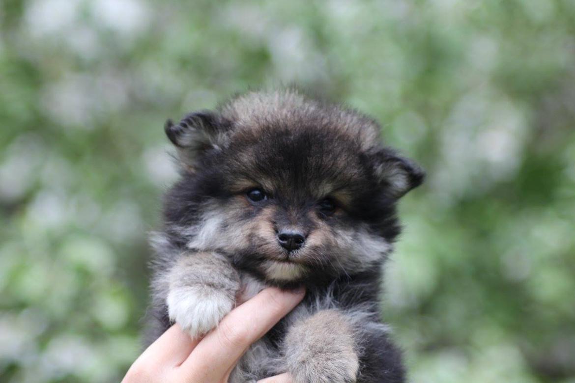 Finsk lapphund Eli - Eli 7 uger  billede 49