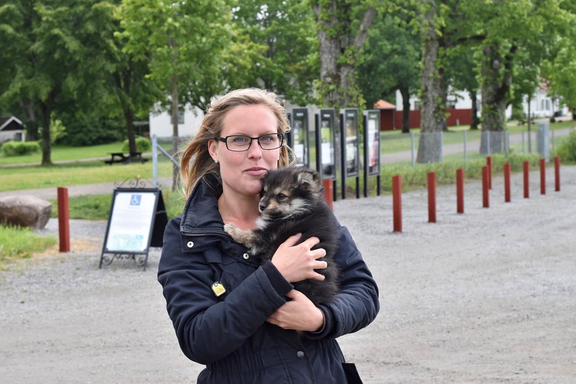 Finsk lapphund Eli billede 48