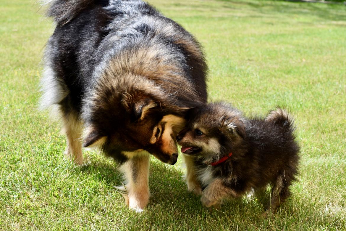 Finsk lapphund Eli billede 47