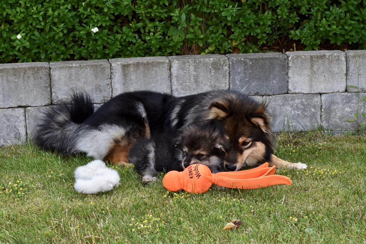 Finsk lapphund Eli billede 44