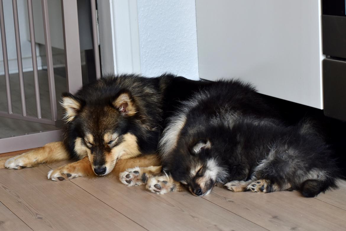 Finsk lapphund Eli billede 43