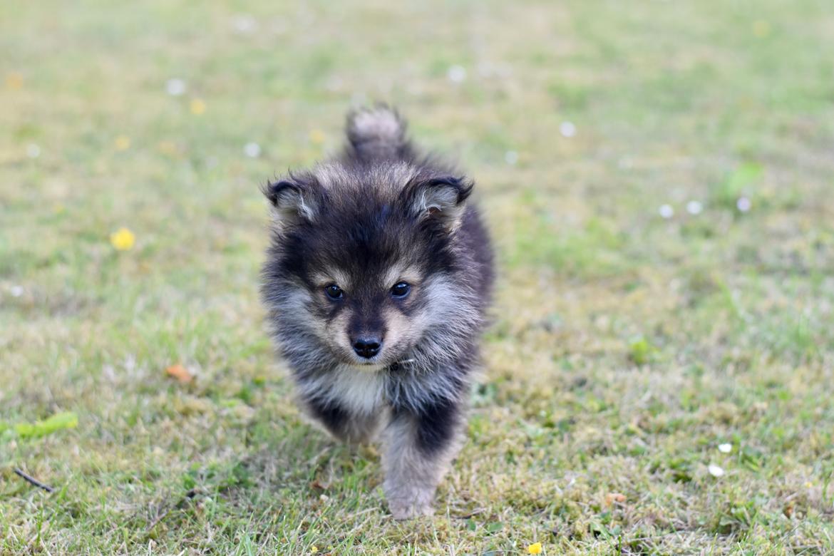 Finsk lapphund Eli billede 45