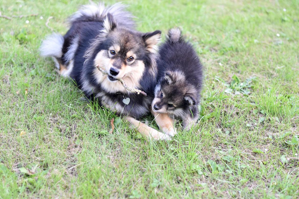 Finsk lapphund Eli billede 41
