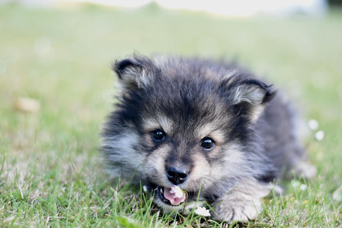 Finsk lapphund Eli billede 46