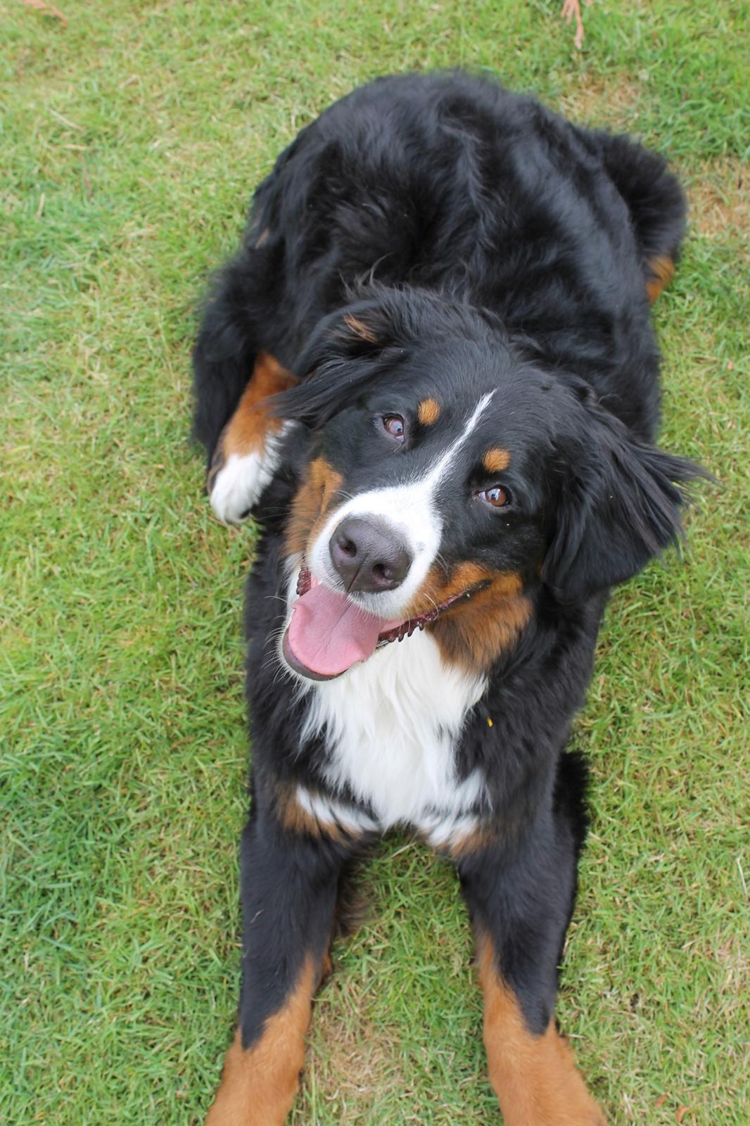 Berner sennenhund lillefix billede 8