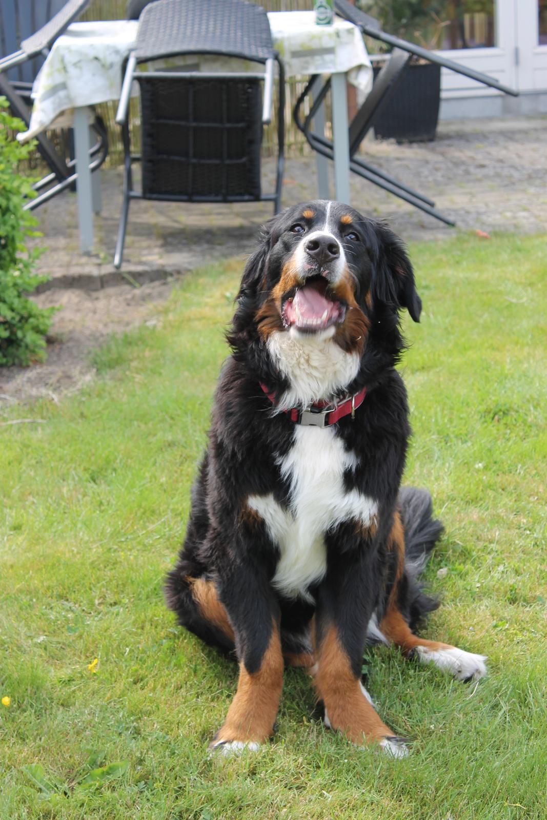 Berner sennenhund lillefix billede 9