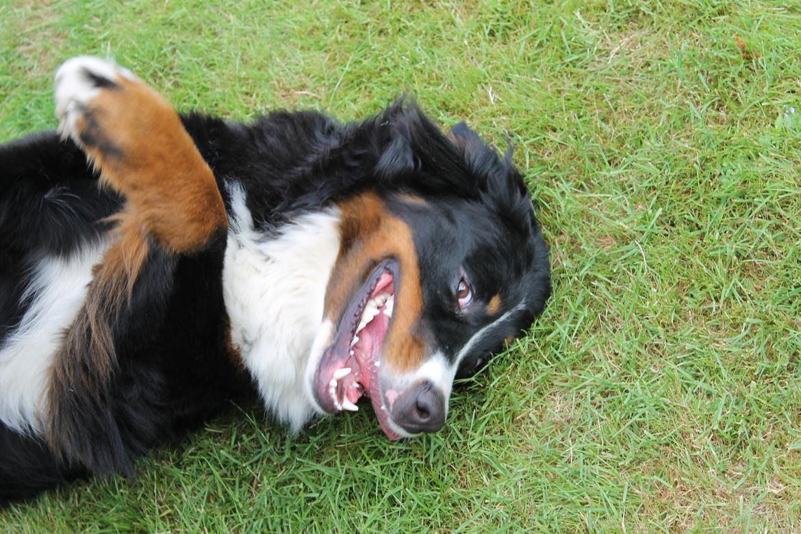Berner sennenhund lillefix billede 10