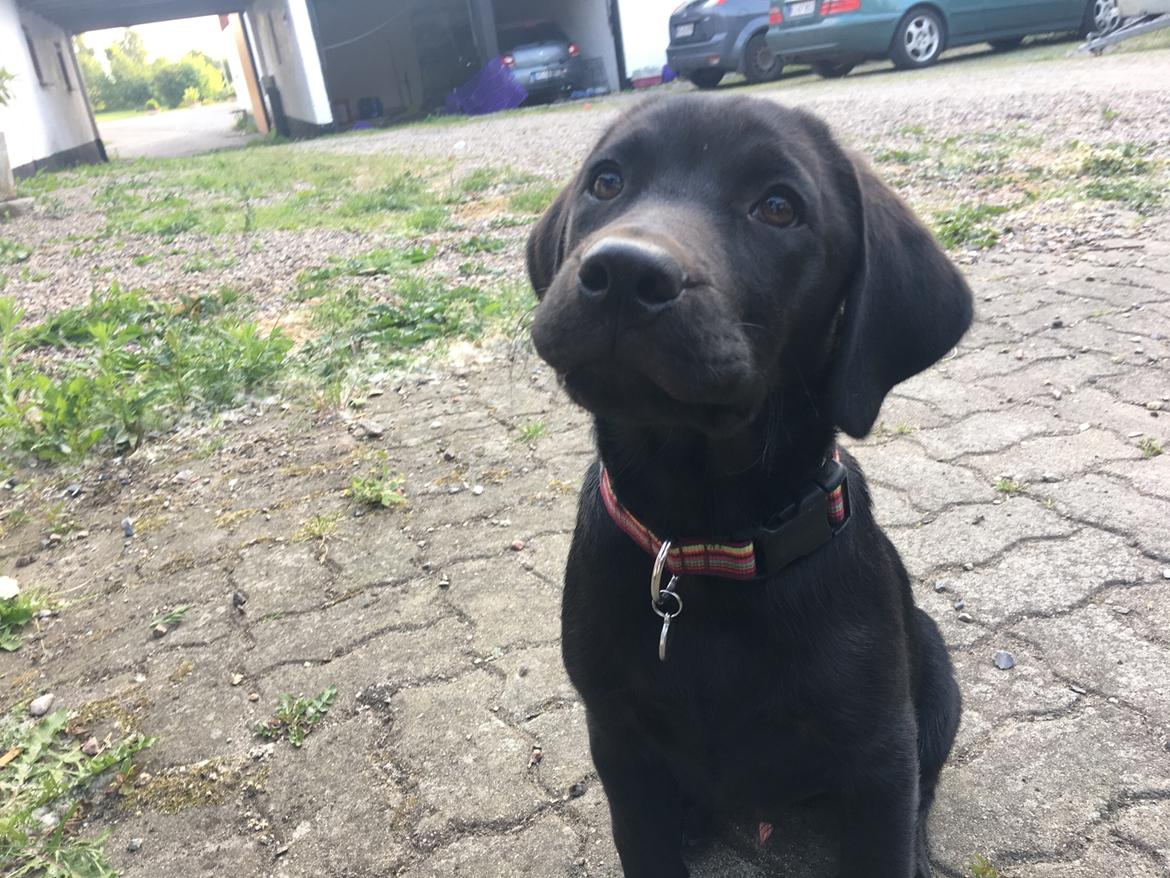 Labrador retriever Freddy billede 3