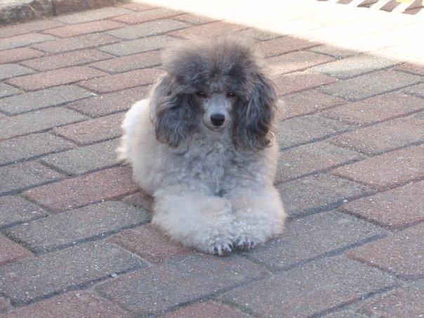Dværgpuddel Kiwi - Er lide kommet hjem, med min bedste sølv farver pokal:-D billede 9