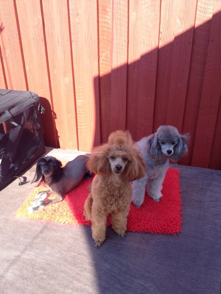 Dværgpuddel Kiwi - Ej skal vi havde tag billeder i dag :-O billede 19