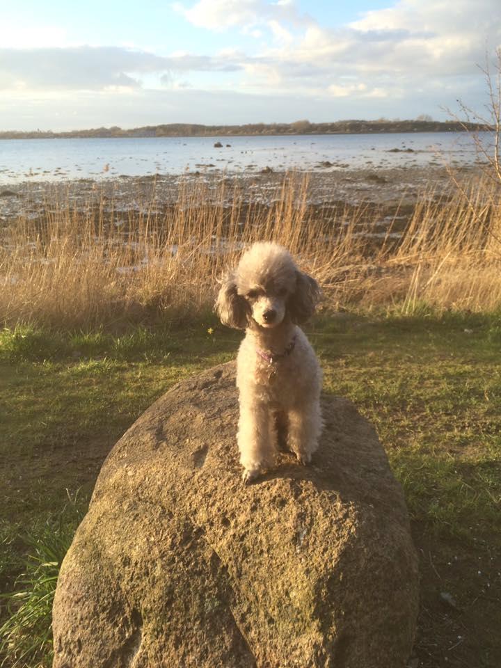 Dværgpuddel Kiwi - Tur på Nordstien i Korsør billede 16