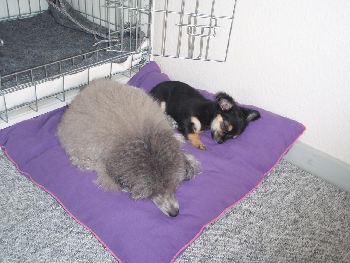 Dværgpuddel Kiwi - Hyggelur med Perle (8år siden) billede 5