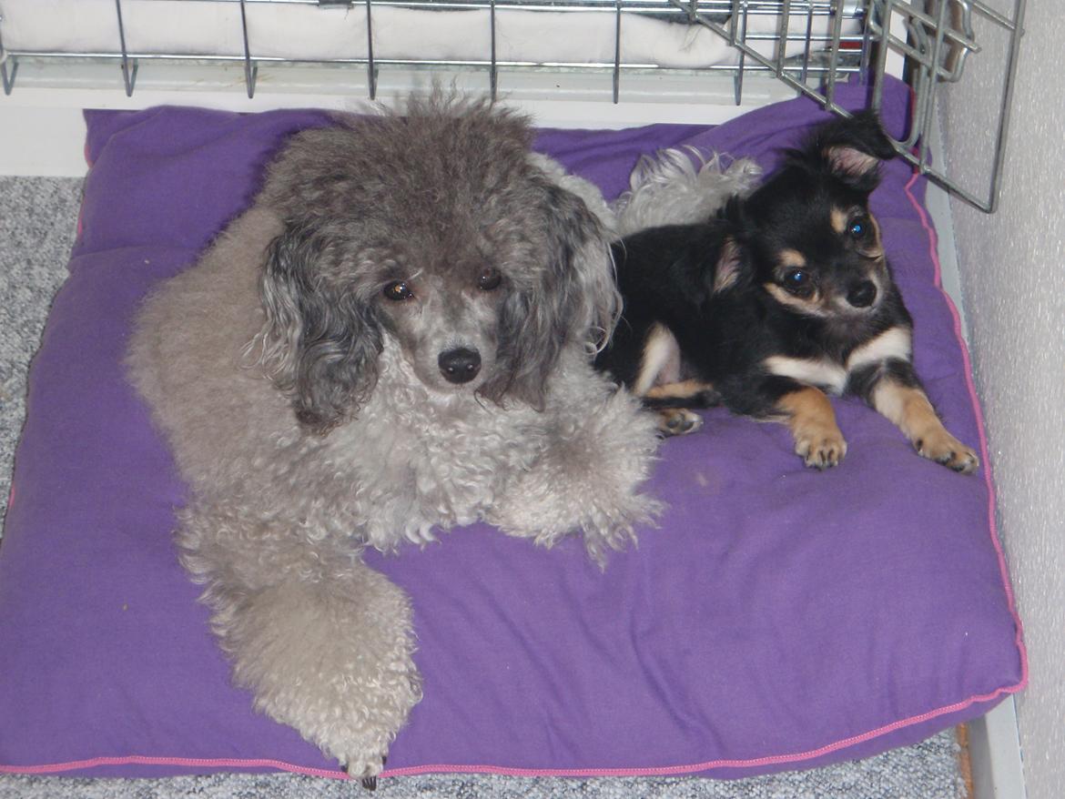 Dværgpuddel Kiwi - Vi hygger bare billede 6