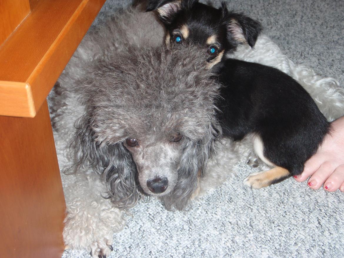 Dværgpuddel Kiwi - Tro du vilke at det er et godt gemsted Perle;-) billede 12