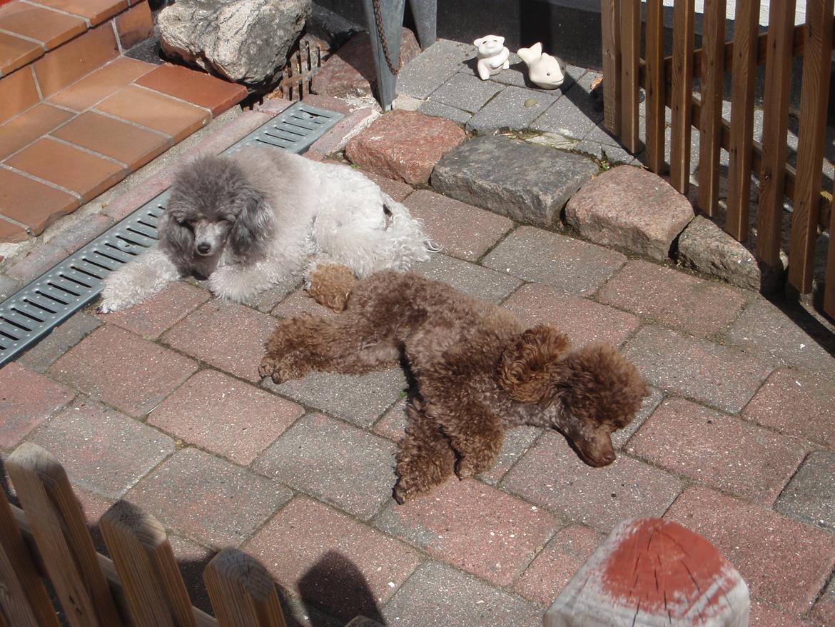 Dværgpuddel Kiwi - Det er skørt i dag udefor billede 10