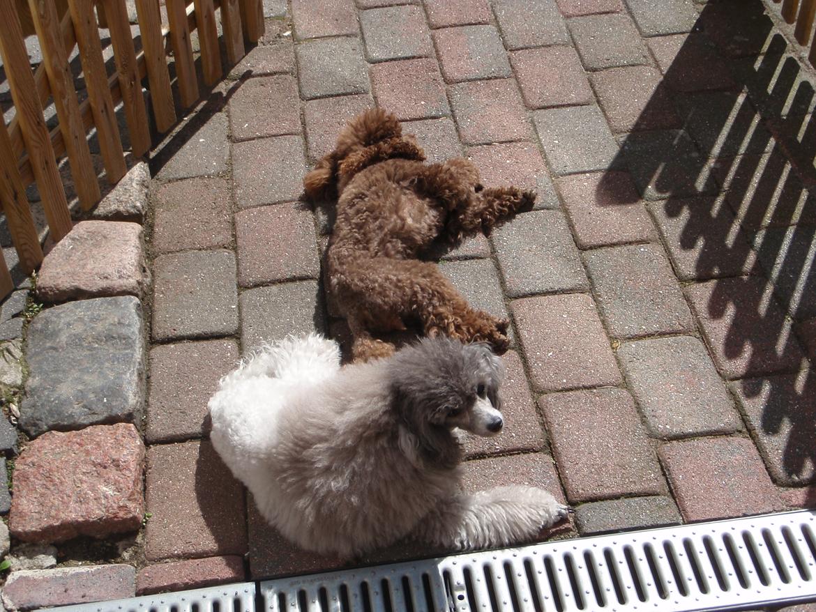 Dværgpuddel Kiwi - Vi nyrre bare det god vejr:-D billede 4