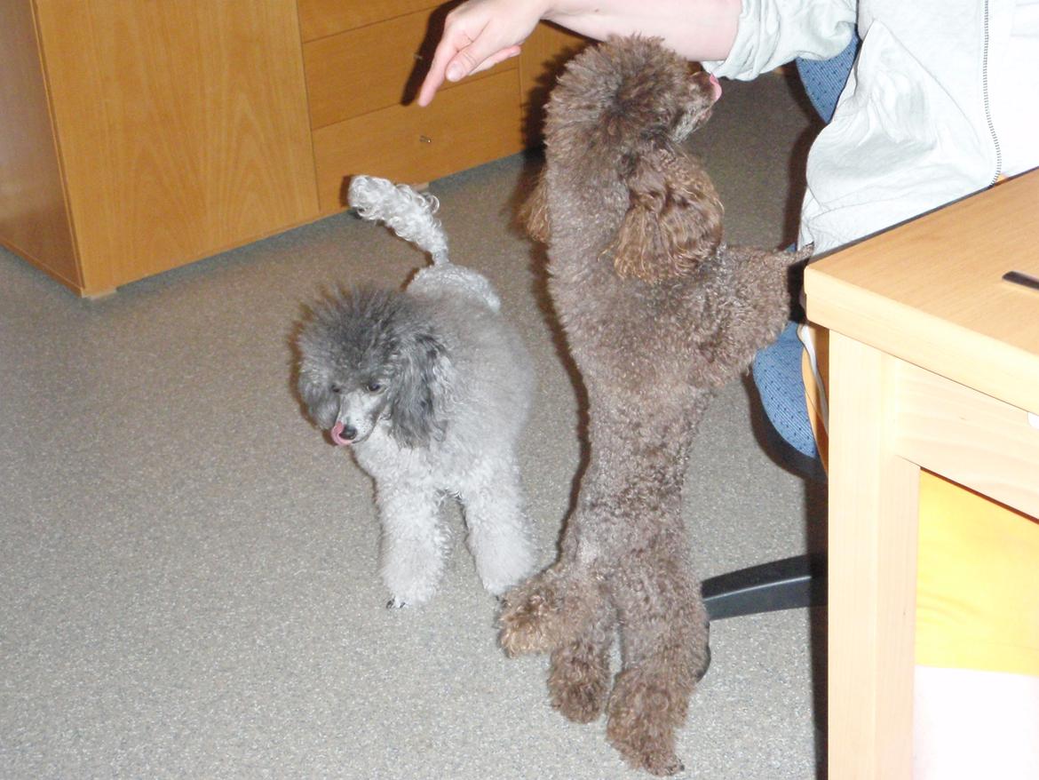 Dværgpuddel Kiwi - Vi elsker IS:-P billede 3