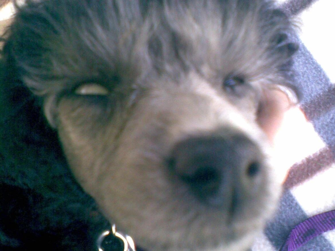 Dværgpuddel Kiwi - Er død tæt efter første hund træning (10år siden;-)) billede 2