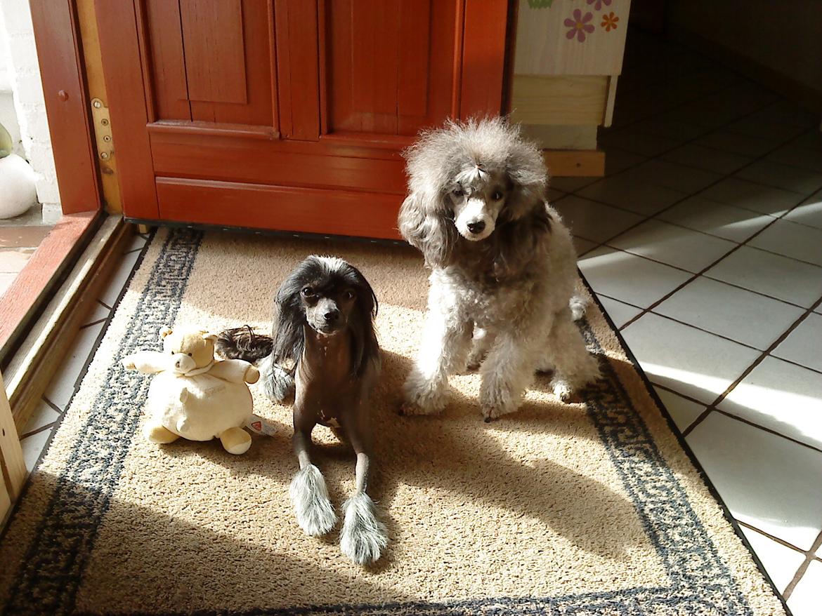 Dværgpuddel Kiwi - Mig og min veninde Arko:-)  billede 13