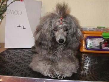 Dværgpuddel Kiwi - Er lide kommet hjem, med min føreste CAC:-D billede 7