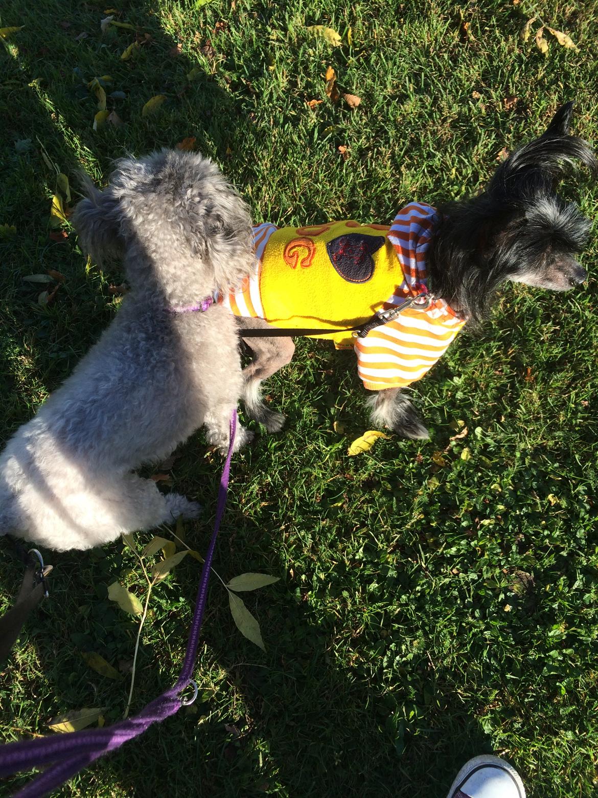 Dværgpuddel Kiwi - På tur ;-) billede 14