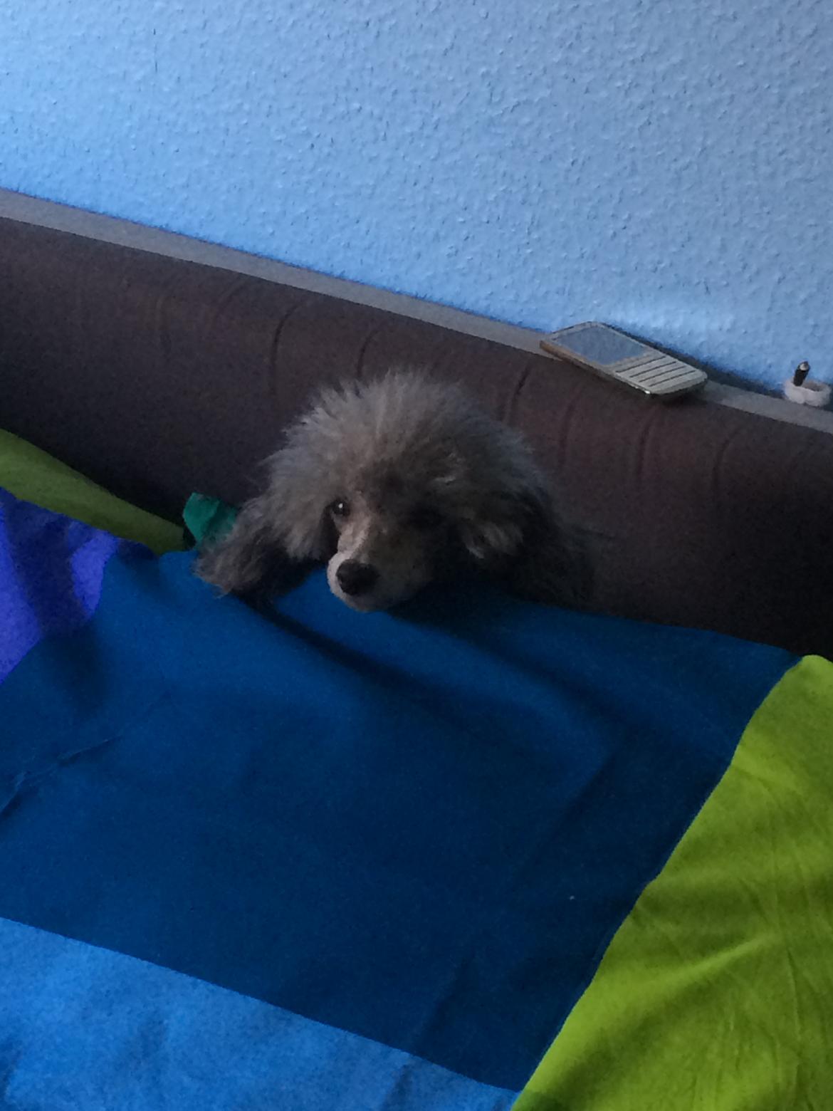 Dværgpuddel Kiwi - Kom nu, bare 5 minutter mere;-) billede 15