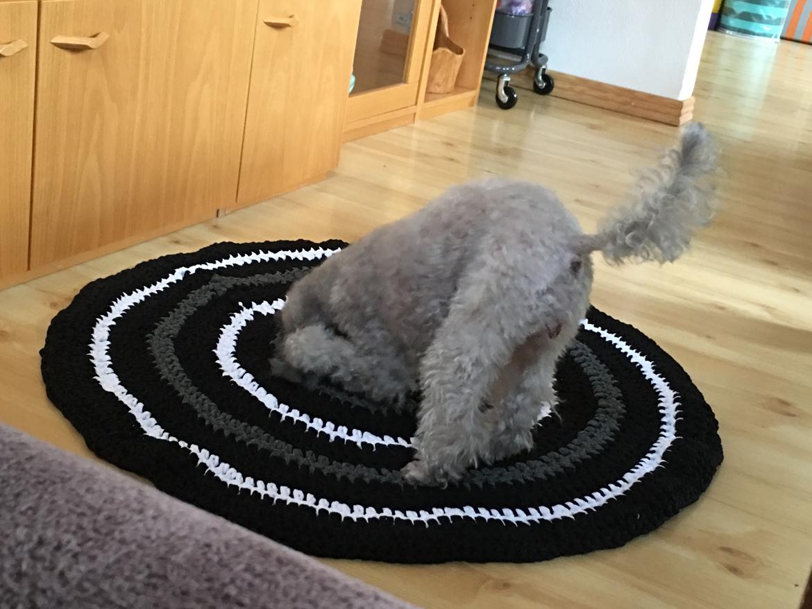 Dværgpuddel Kiwi - Jeg er bare lidt fjolet ;-) billede 17