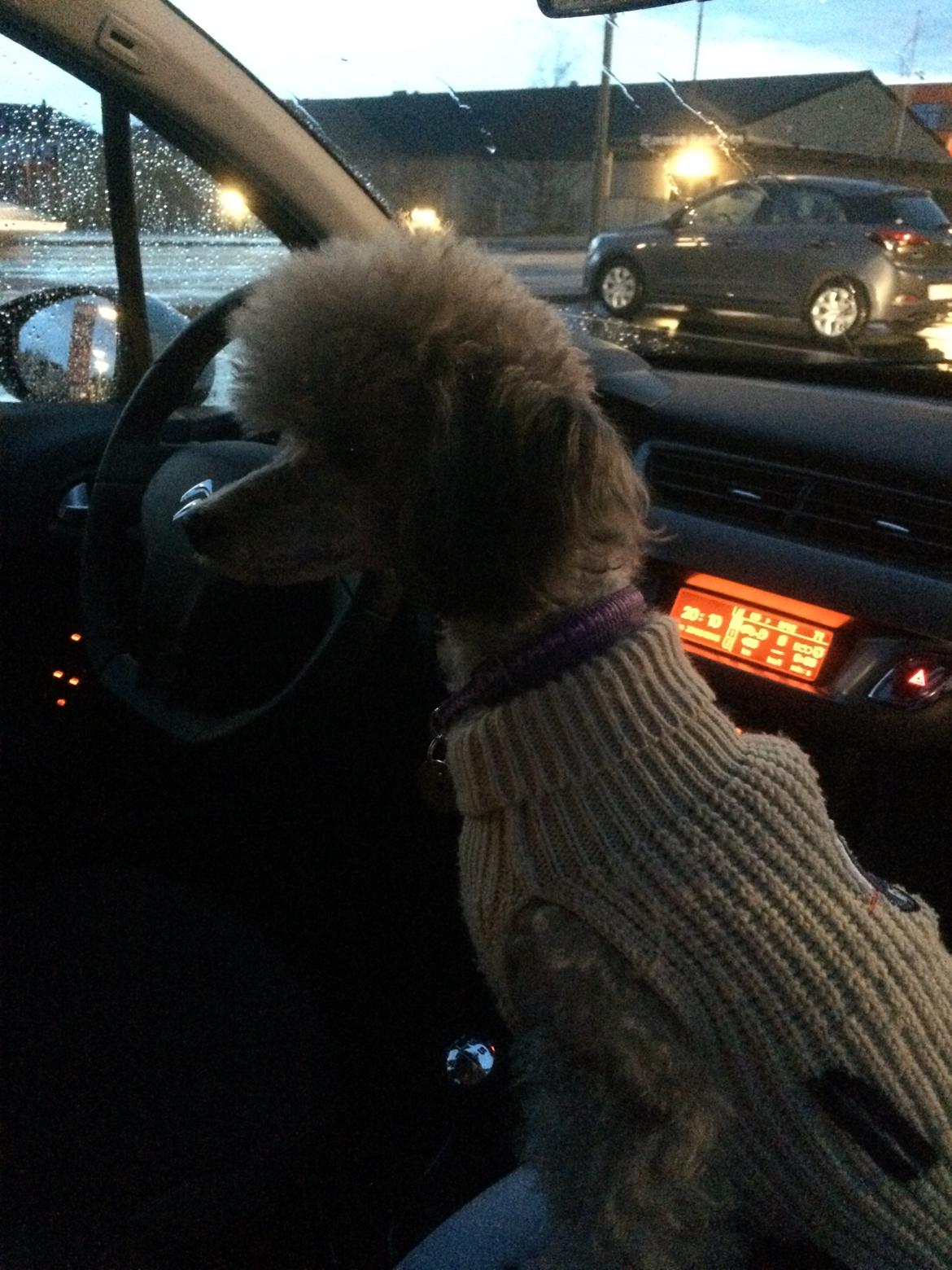 Dværgpuddel Kiwi - Kom nu Far, så lang tid tag det ikke i Netto:-) billede 18