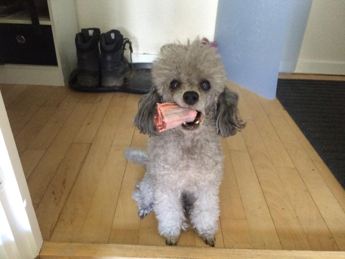 Dværgpuddel Kiwi - Mmmm:-P billede 20