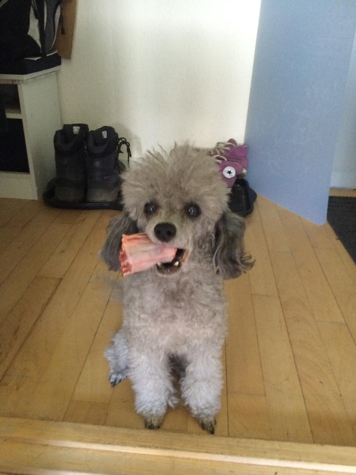 Dværgpuddel Kiwi - Elsker når man få et ben (kalv/oske hale) :-P billede 21