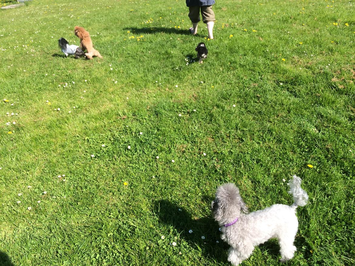 Dværgpuddel Kiwi billede 22