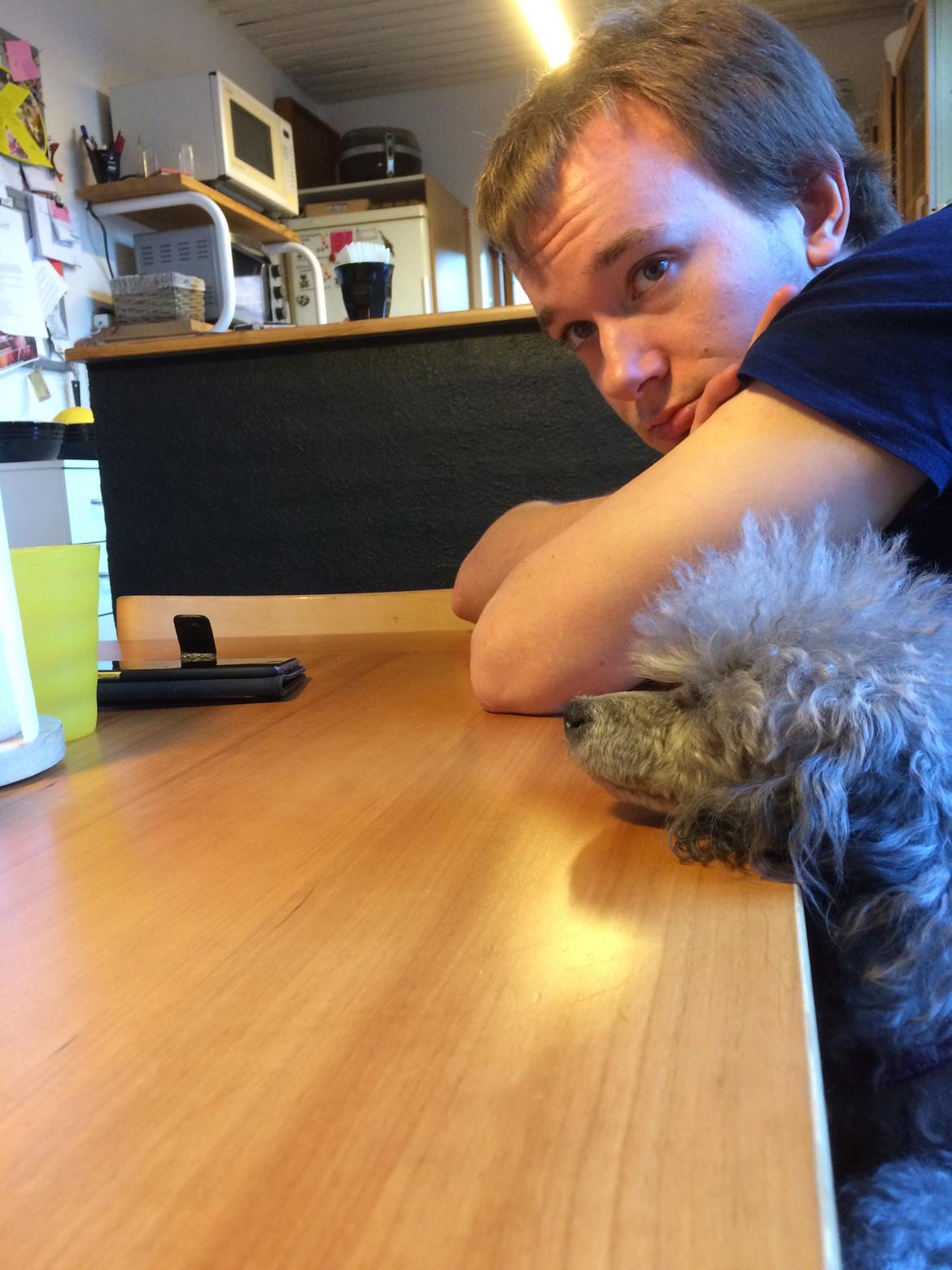 Dværgpuddel Kiwi - Vor er vi træt:-O billede 23