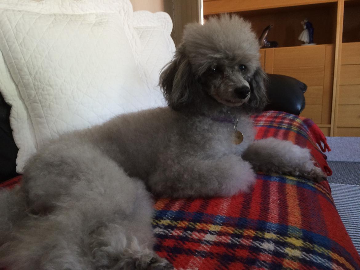 Dværgpuddel Kiwi - Min 9åre Fødeselsdag;-) billede 24