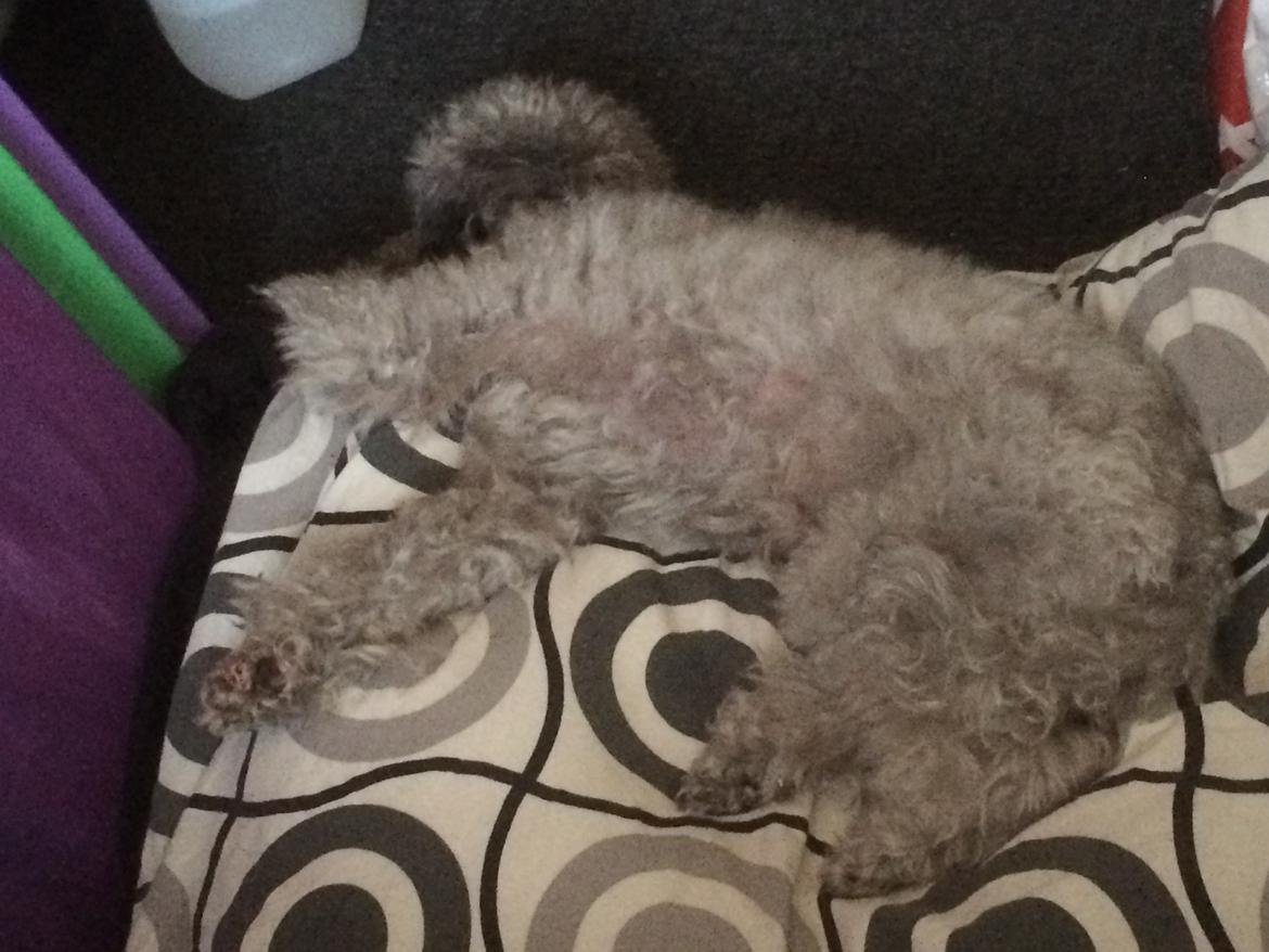 Dværgpuddel Kiwi - Zzzz billede 25