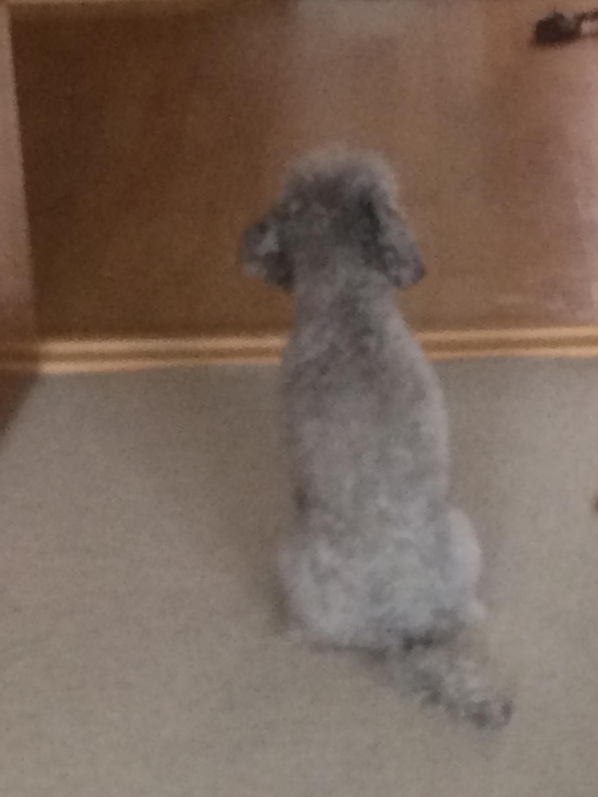 Dværgpuddel Kiwi - Jeg ved klokken er 22.00 Komme nu hjem Far billede 26