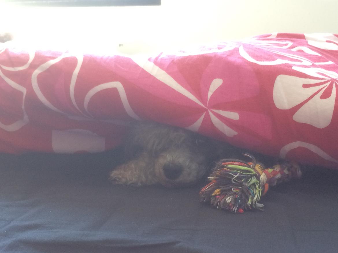 Dværgpuddel Kiwi - Du kan ikke find mig haha;-) billede 27