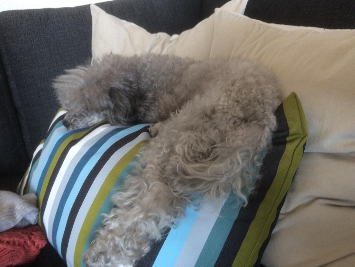 Dværgpuddel Kiwi - Zzz lægger godt, man er jo prisessen over sofaen:-P billede 28