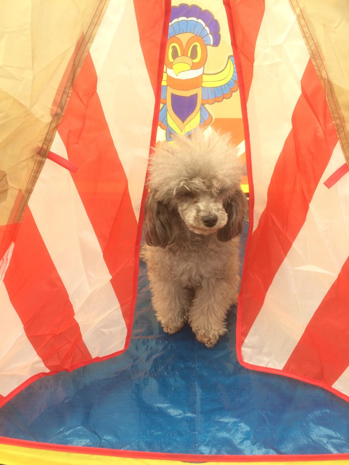 Dværgpuddel Kiwi - Sssh!! De kan ikke find mig;-) billede 30