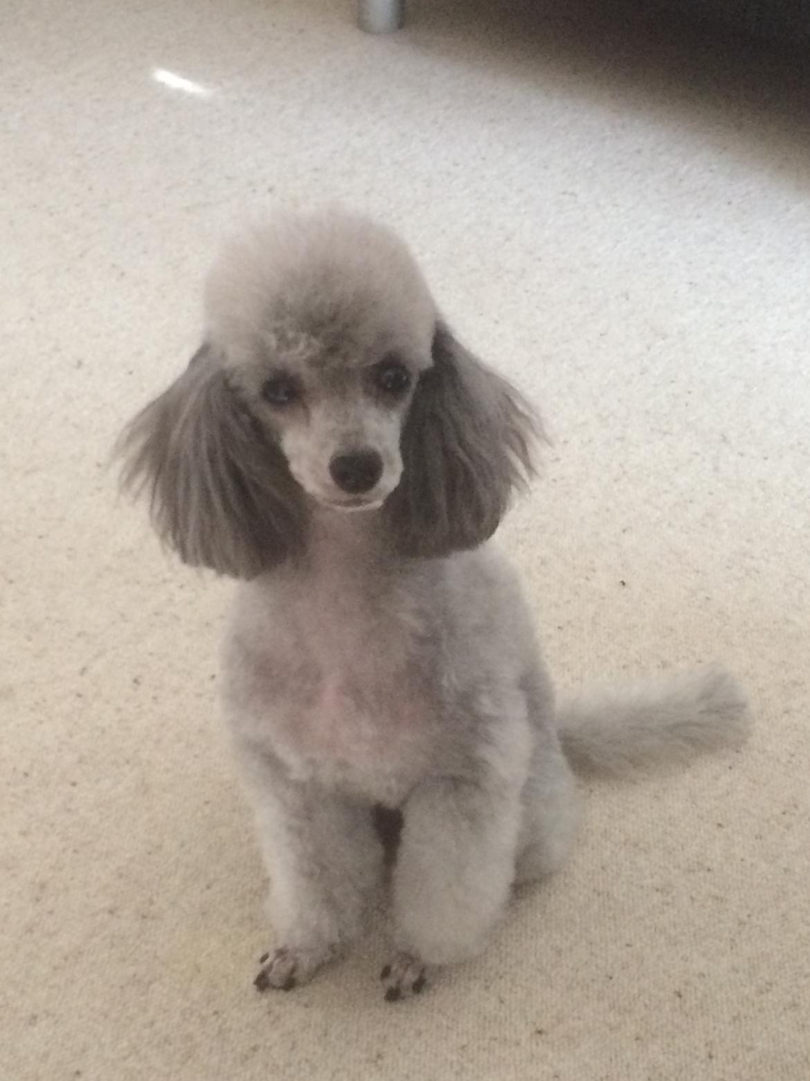 Dværgpuddel Kiwi - Ej hvor blev jeg fin efter at blev klippet:-D billede 31