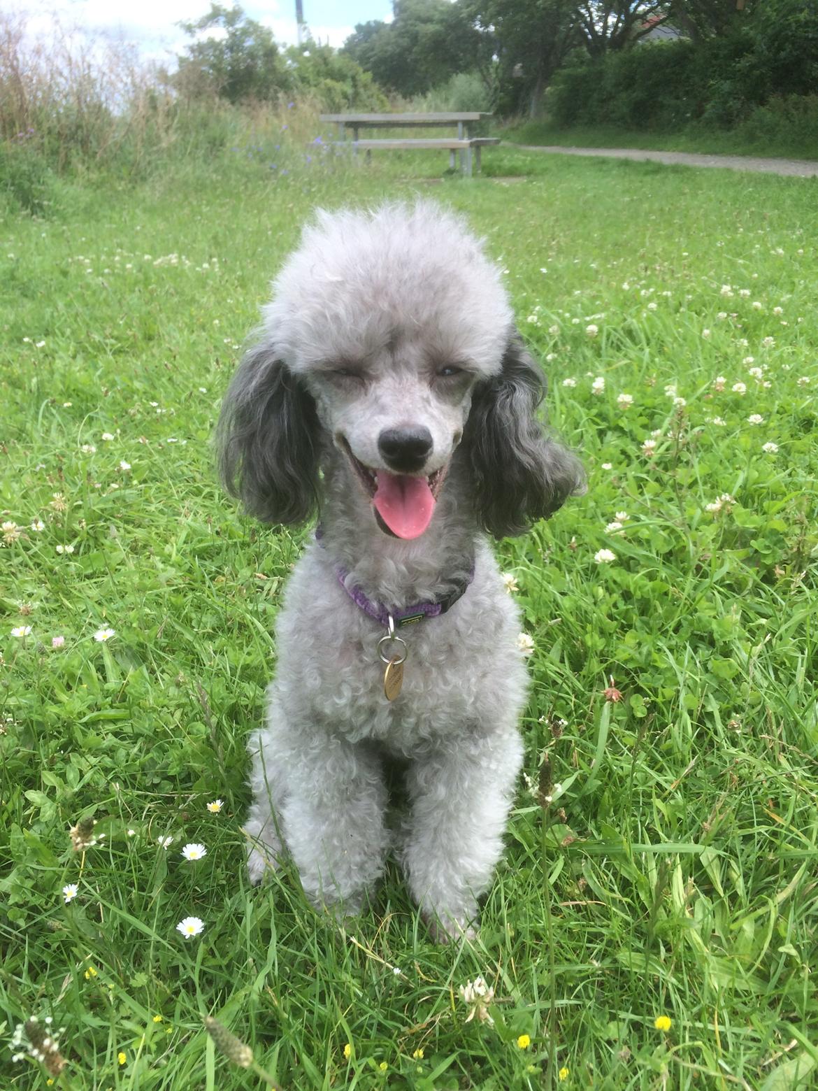 Dværgpuddel Kiwi billede 32