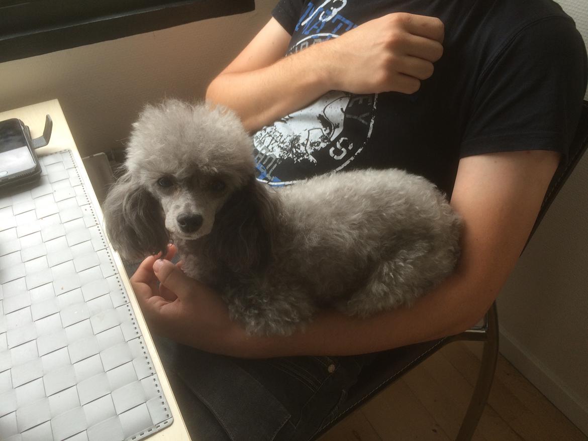 Dværgpuddel Kiwi - Skal følg med;-) i det hele billede 33