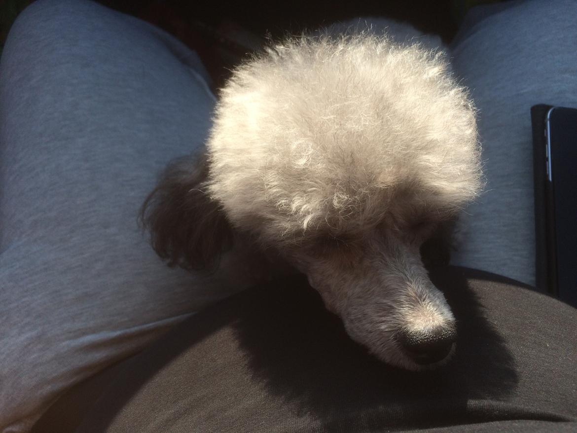 Dværgpuddel Kiwi - putter hos mor:-) billede 34